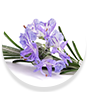WOW Skin Science Basil Essential Oil with No Harsh Ingredients