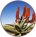 Cape Aloe