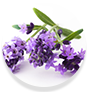WOW Skin Science Citronella Essential Oil Helps remove toxins