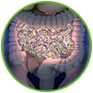 WOW Life Science Probiotic Helps Healthier Gut Flora
