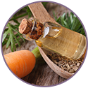 Carrot Seed Extract